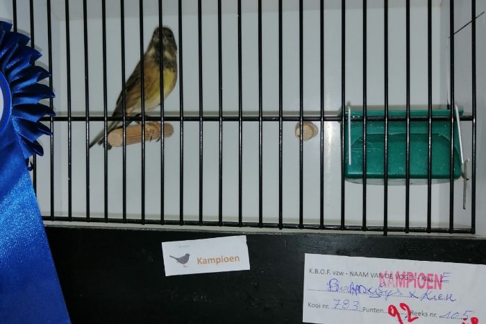 baardsijs x kneu kampioenvogel