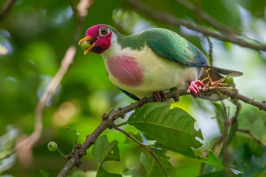 ptillinopus and treron species