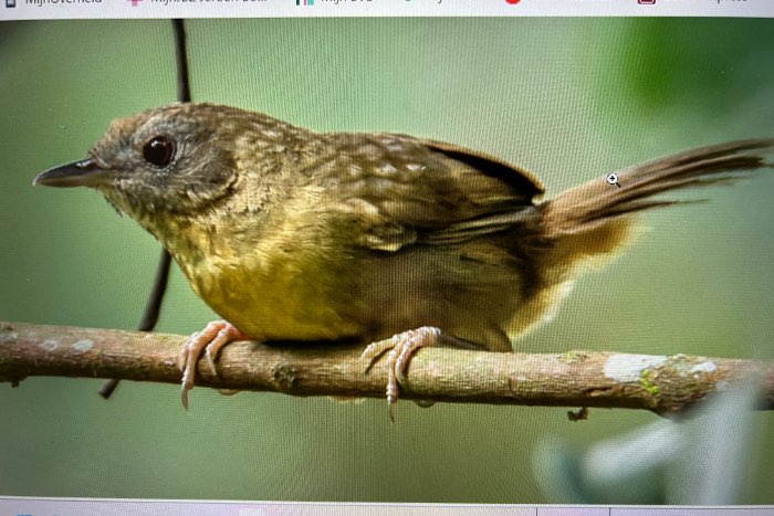 witbuikjungle timalie (pellorneum albiventre is)