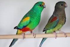 veelkleurenparkiet koppel tt kwaliteit
