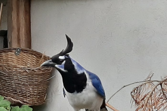 zwartborstlangstaartgaai