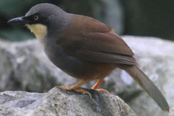 1-1 garrulax gularis