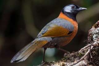 1-0 trochalopteron yersini