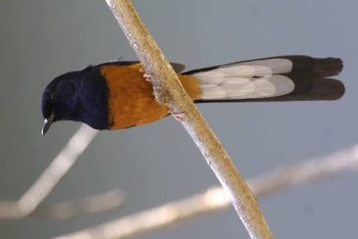 koppel schamalijsters 2025