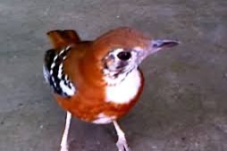 koppel timor lijsters zeldzaam soort erg mooi