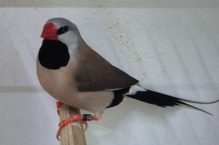 roodsnavel spitstaartamadine wildkleur