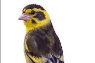 himalaya groenling poppen