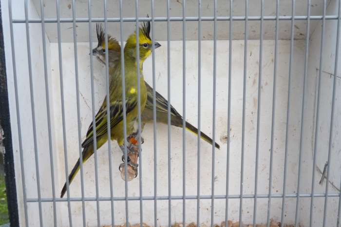 koppel groene kardinalen