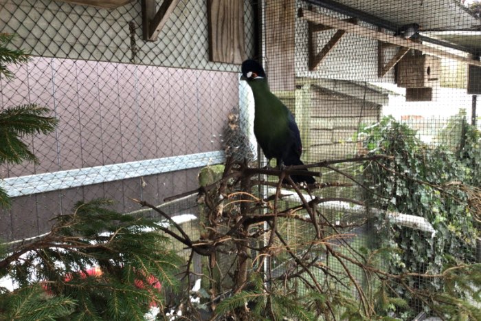 hartlaup toerako van 2025