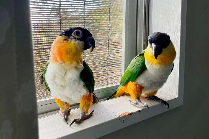 pionites melanocephalus.