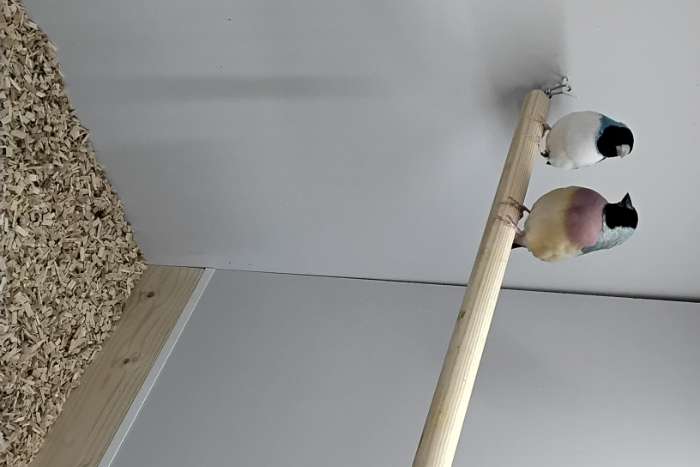 koppel blauwe gouldamadines