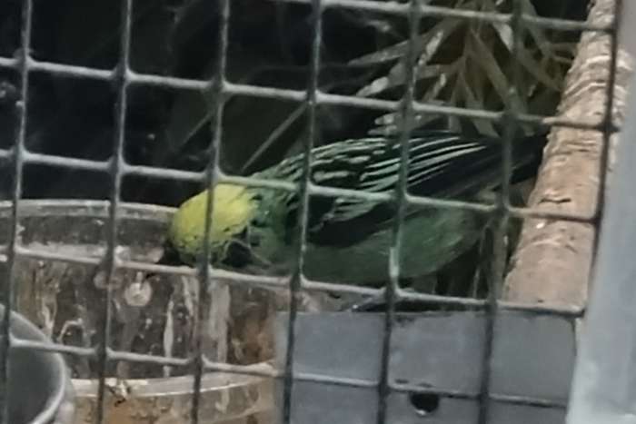 tangara florida man gezocht of pop te koop