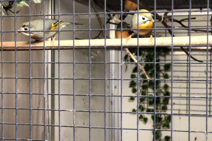 koppel japanse nachtegalen