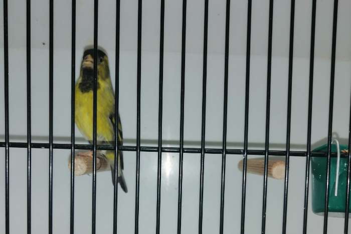 baardsjjs tt kwaliteit