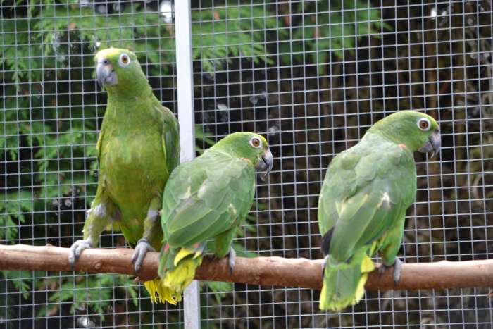 surinaamse geelvoorhoofd-amazone-papegaaien.