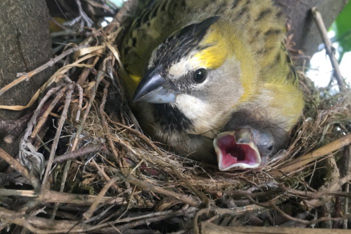 0-2 groene kardinaal