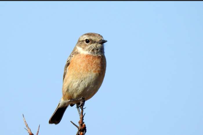 roodborst tapuit pop.