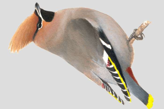 pestvogel