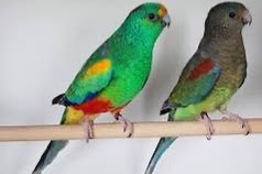 veelkleuren parkiet koppel tt kwaliteit