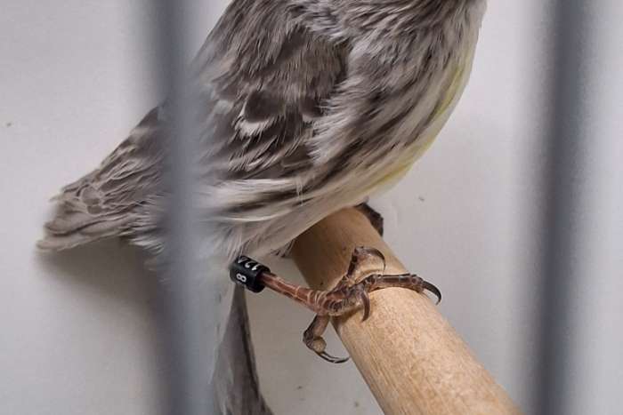 zwart opaal geel mozaïeken