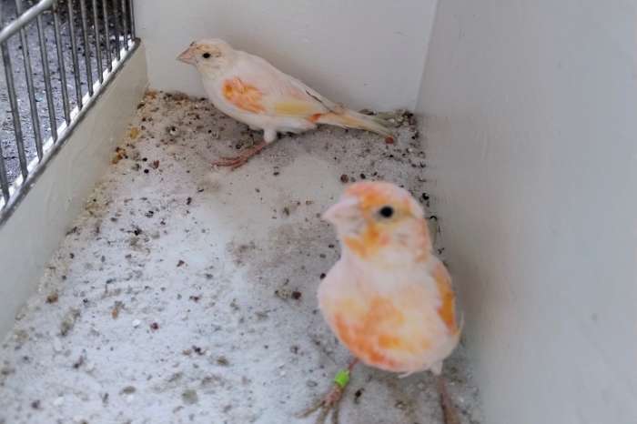 koppel harlekijn kanaries