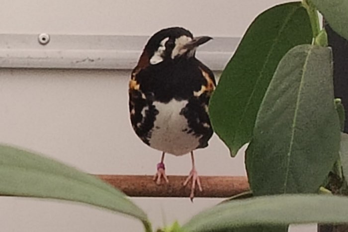 kastanjeruglijster pop te koop of ruil tegen schamalijster