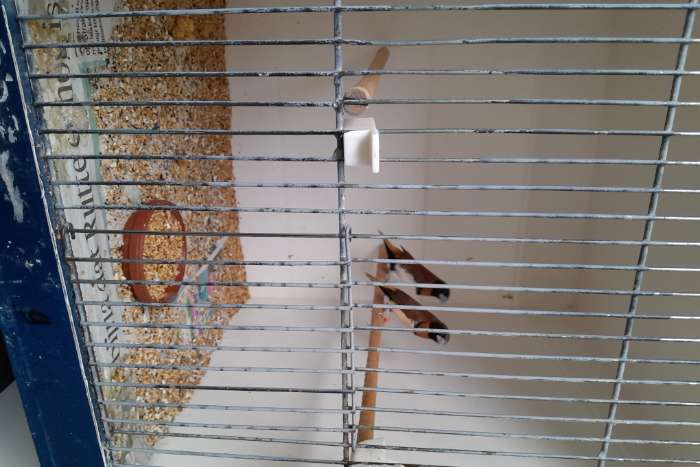 bruinborst rietvinken