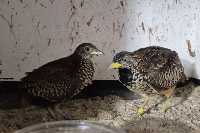 vechtkwartels (turnix suscitator)