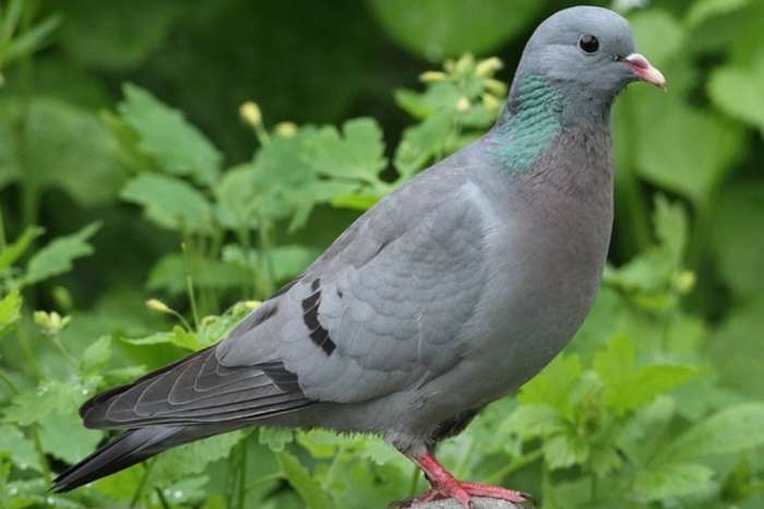 jong koppel hole duiven gezocht