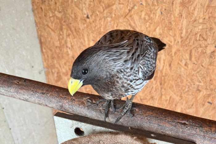 1-0 crinifer piscator (2025)