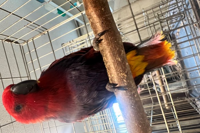 0-1 eclectus roratus vosmaeri