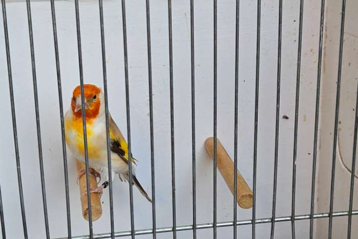 bruine witkop putter