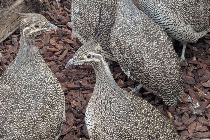 kuiftinamoe lot ongesexed