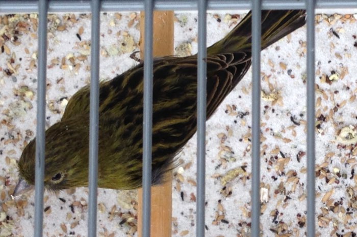 koppels zwart kobalt geel en zwart geel