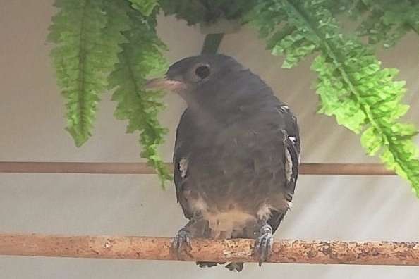 0,1 pompadour cotinga