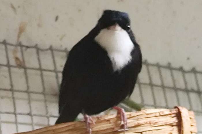 white-throated manakin