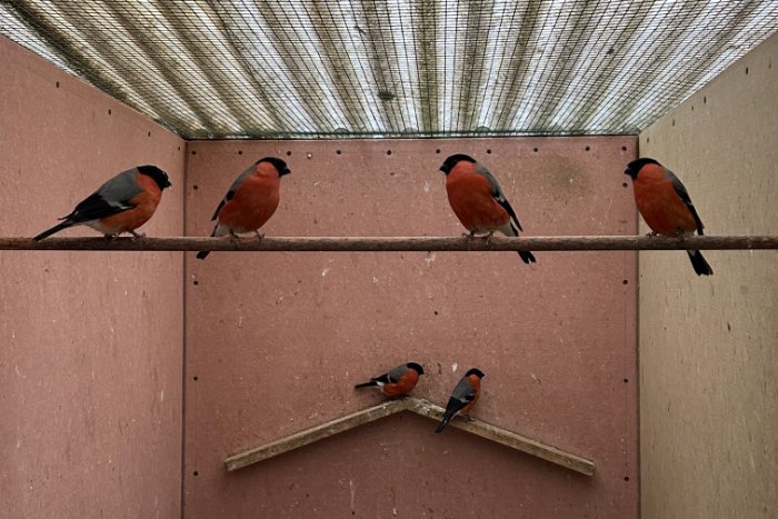 noordse goudvink mannen  2025
