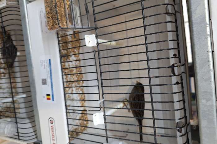 mooie gezonde kanaries