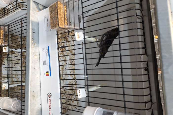 mooie gezonde kanaries