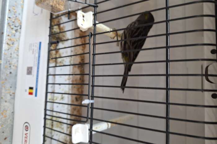 mooie gezonde kanaries