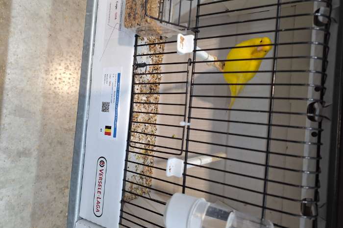 mooie gezonde kanaries