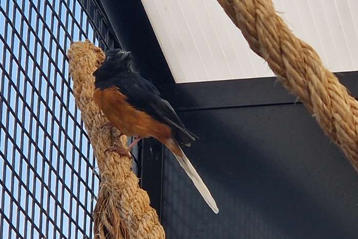 shamalijster man | copsychus malabaricus | 2022