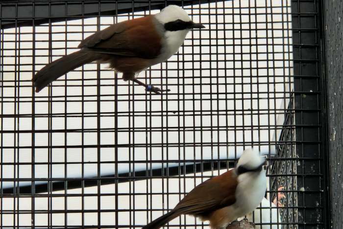 witkuifgaai lijsters | broedkoppel | garrulax leucolophus