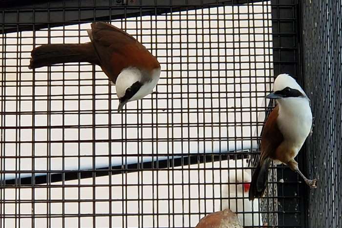 witkuifgaai lijsters | broedkoppel | garrulax leucolophus