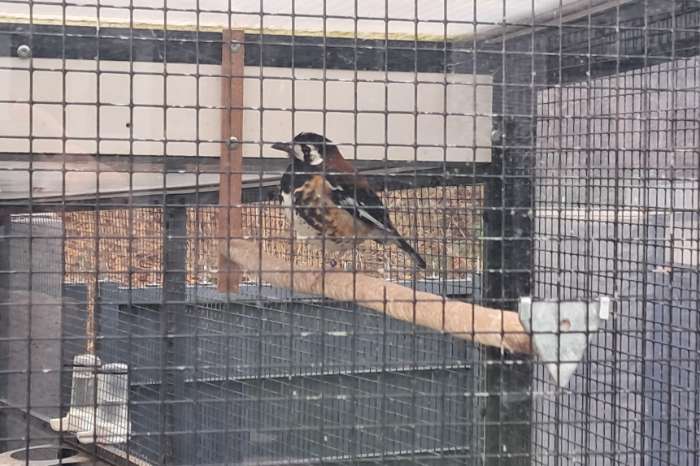 kastanjeruglijster pop