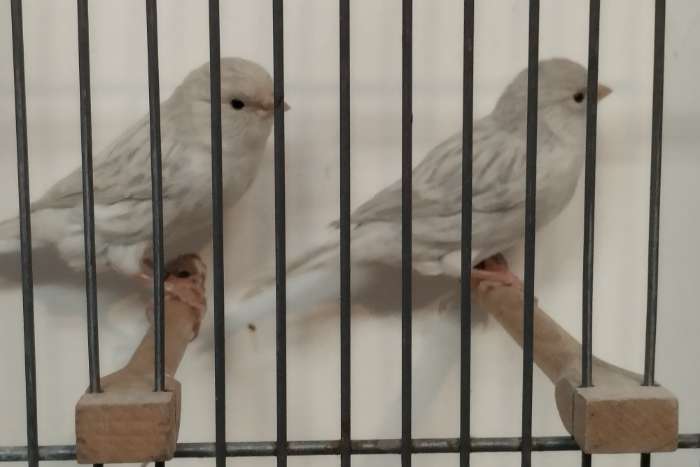 zuchtreserve achat opal weiß rezessiv