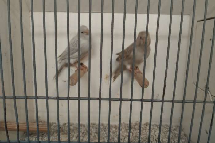 zuchtreserve achat opal weiß rezessiv