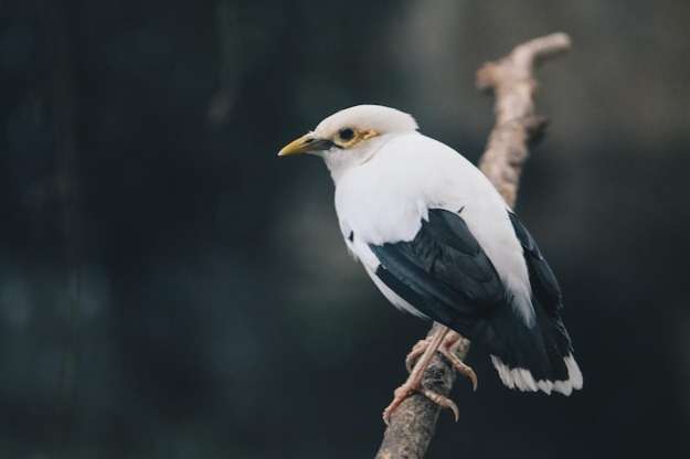 1-1 acridotheres melanopterus