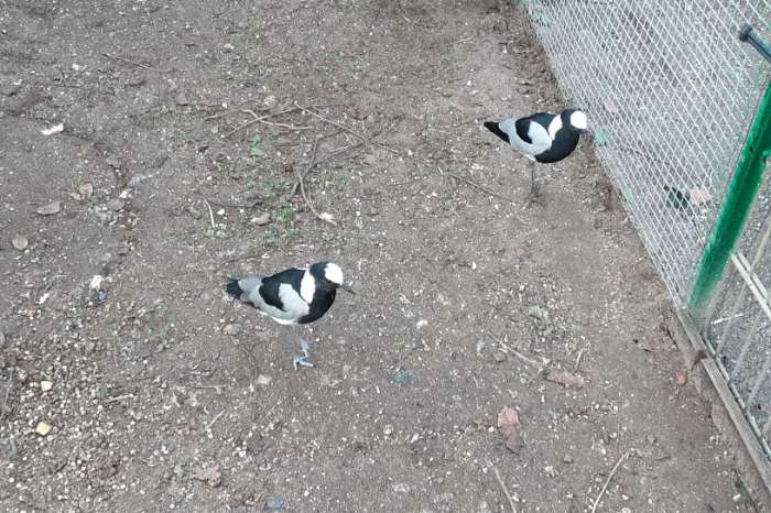 1-1 blacksmith plevier