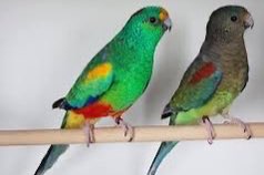 veelkleuren parkiet koppel tt kwaliteit